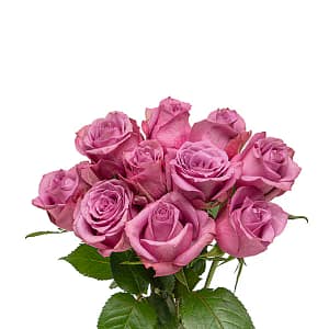 ورد جوري موف