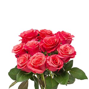 ورد جوري فوشي