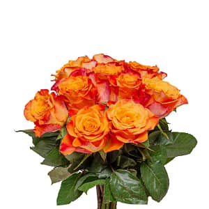 ورد جوري اورنج